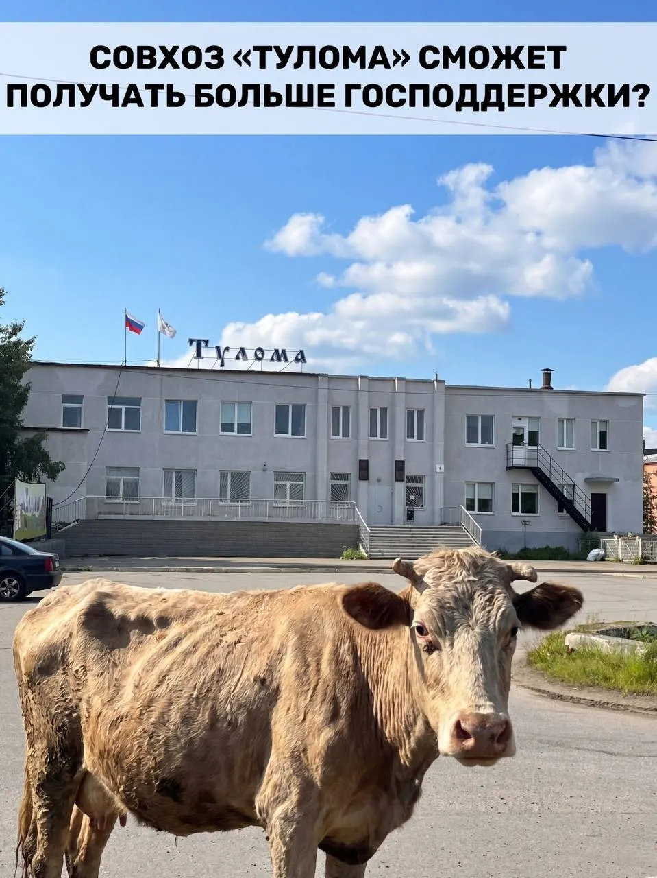 Правительство расширило критерии получения субсидий для молочных предприятий: теперь на поддержку смогут претендовать хозяйства с долей государства или муниципалитета более 25%. Для Мурманской области это важно, но работники совхоза «Тулома» сообщают о критической ситуации — успеет ли помощь прийти вовремя?