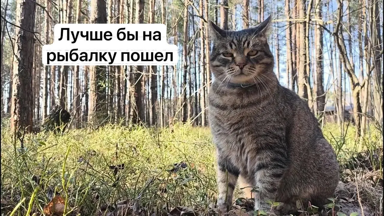 С 1 сентября 2027 года для сбора ряда редких грибов потребуется пропуск, оформляемый через портал «Госуслуги». Заявки будут рассматривать 15 дней; сбор без разрешения влечёт уголовную ответственность.