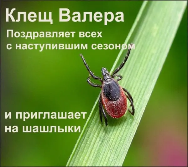 Роспотребнадзор отмечает высокий риск заражения клещевым вирусным энцефалитом в ряде регионов Северо-Запада; Карелия признана неблагополучной по заболеванию.